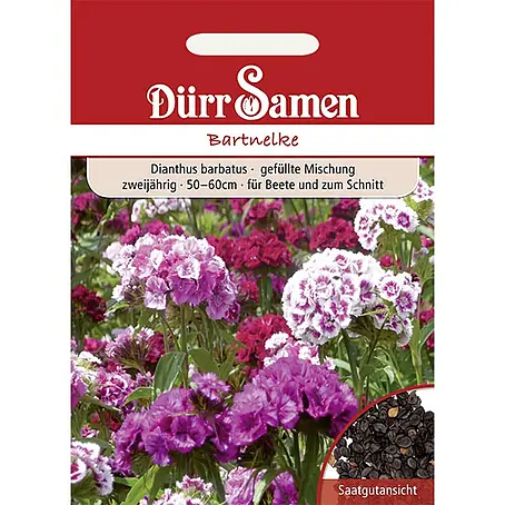 Dürr Samen Bartnelke Mischung zweijährig 50-60 cm