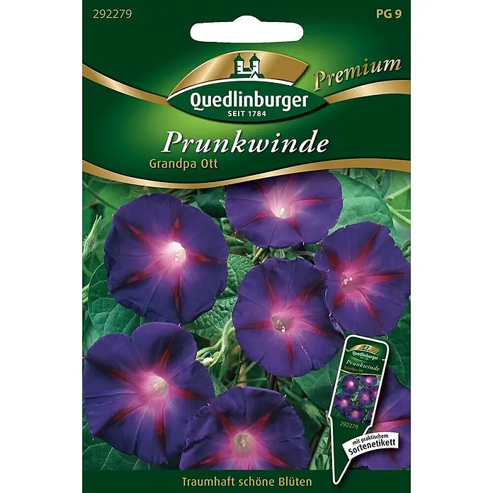 Quedlinburger SAATGUT Blumensamen Prunkwinde - Ipomoea purpurea, Violett - Samentüte für Prunkwinde 'Grandpa Ott' mit leuchtend dunkelvioletten Blüten und pink-roten Zentren.