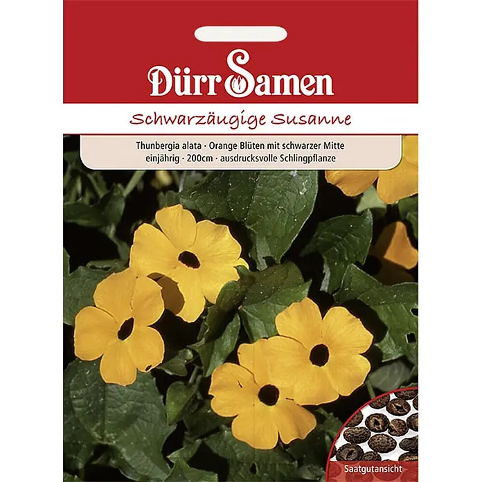 Dürr Samen Blumensamen Schwarzäugige Susanne - Thunbergia alata - Samenpäckchen für Schwarzäugige Susanne, zeigt gelbe Blüten mit schwarzer Mitte und eine Detailansicht der Samen.