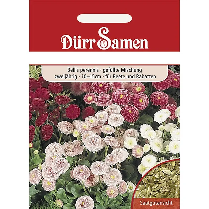 Dürr Samen Blumensamen Gänseblümchen - Bellis perennis, Mehrfarbig - Rote Saattüte von Dürr Samen für gefüllte Bellis perennis (Gänseblümchen) in Rosa, Rot und Weiß, mit Saatgutansicht.