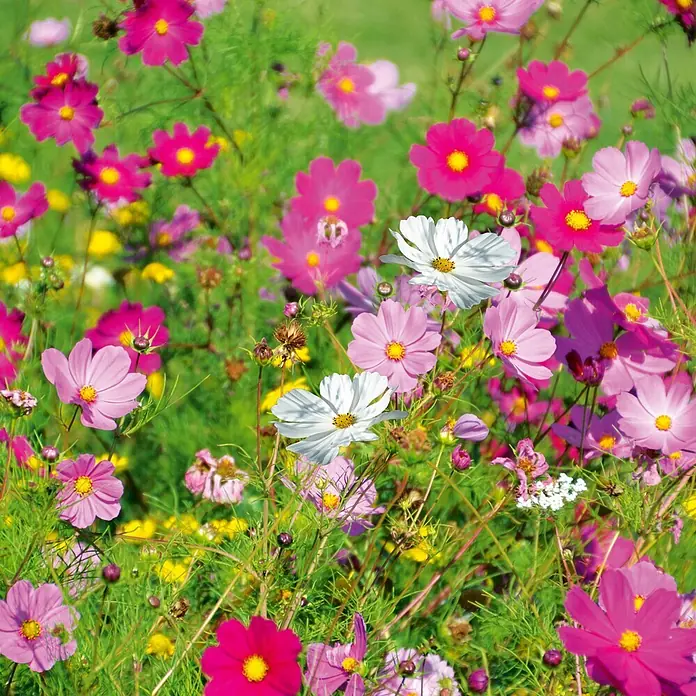 Deine Gartenwelt Cosmea Schmuckkörbchen Sensation Mix -  - Ein lebhaftes Blumenfeld mit rosa, weißen und magentafarbenen Cosmea und grünem Laub.