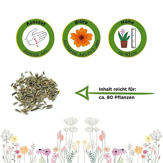 Deine Gartenwelt Margerite weiß -  - Pflanzensamen mit Infos zur Aussaat (April-Juni), Blüte (Mai-Juni im 2. Jahr), Höhe (~90cm), reicht für ~80 Pflanzen. Ein Haufen gestreifter Samen.