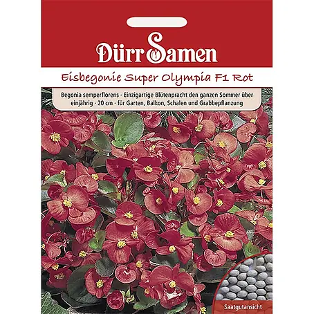 Dürr Samen  Blumensamen Eisbegonie