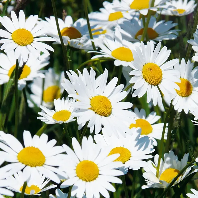 Deine Gartenwelt Margerite weiß -  - Nahaufnahme vieler weißer Gänseblümchen mit gelben Blütenköpfen auf einem sonnigen Feld.