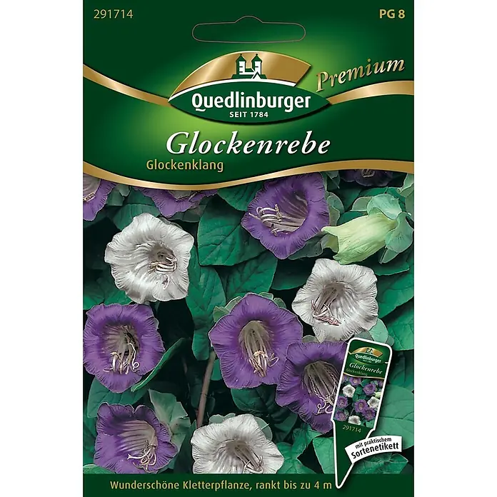Quedlinburger SAATGUT Blumensamen Glockenrebe - Cobaea scandens, Mehrfarbig - Samenpäckchen für die Kletterpflanze 'Glockenrebe Glockenklang', zeigt lila und weiße Glockenblüten.