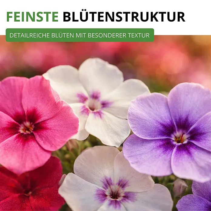 Deine Gartenwelt Flammenblumen Prachtmischung -  - Nahaufnahme farbenfroher Blüten mit feiner Struktur und detaillierten Texturen.