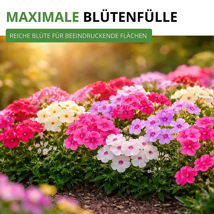 Deine Gartenwelt Flammenblumen Prachtmischung -  - Bunte, leuchtende Blumen für eine üppige, beeindruckende Blütenpracht im Gartenbeet.