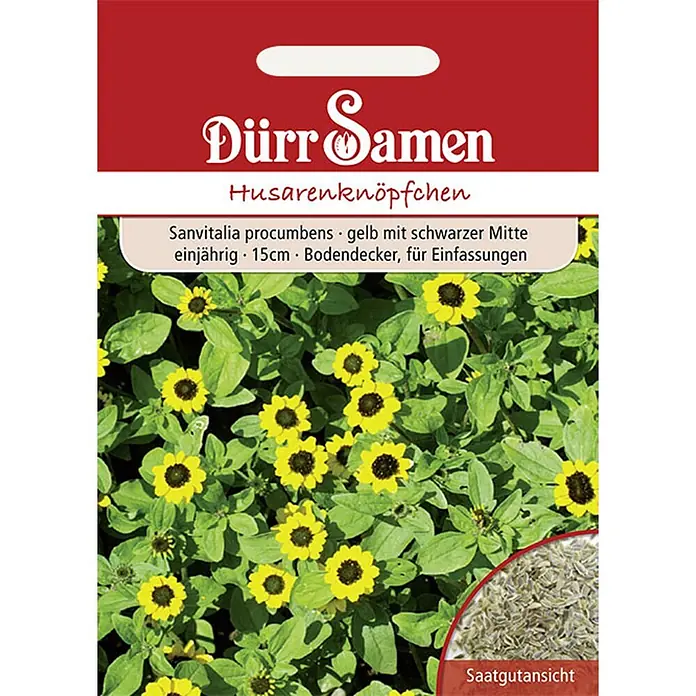 Dürr Samen Blumensamen Husarenknöpfchen - Sanvitalia procumbens, Gelb - Rote Saatgutpackung für Dürr Samen Husarenknöpfchen (Sanvitalia procumbens) mit gelben Blüten und Saatgutansicht.