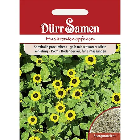 Dürr Samen  Blumensamen Husarenknöpfchen