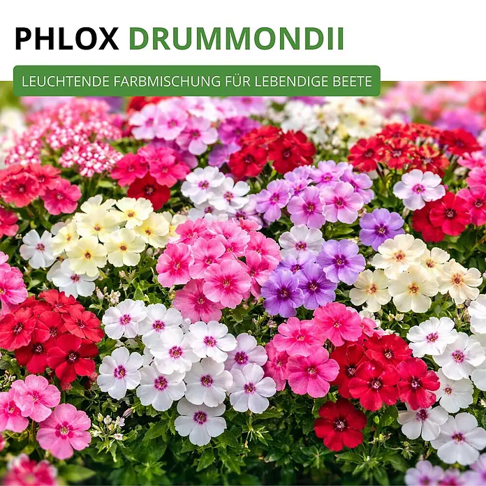 Deine Gartenwelt Flammenblumen Prachtmischung -  - PHLOX DRUMMONDII: Leuchtende Farbmischung für lebendige Beete.