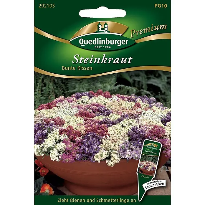 Quedlinburger SAATGUT Blumensamen Steinkraut - Lobularia maritima, Mehrfarbig - Grünes Samenpäckchen Quedlinburger Steinkraut 'Bunte Kissen' (Lobularia), zeigt bunte Blüten in Topf. Zieht Bienen und Schmetterlinge an.
