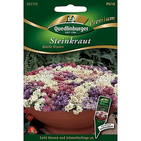 Quedlinburger SAATGUT  Blumensamen Steinkraut
