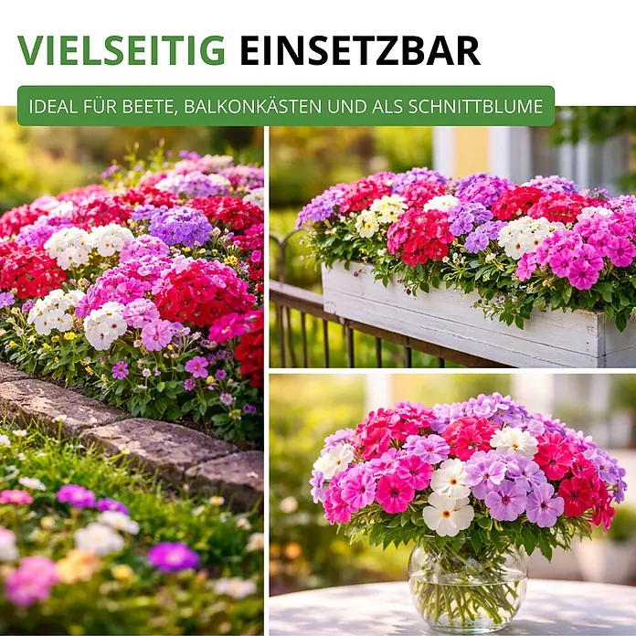 Deine Gartenwelt Flammenblumen Prachtmischung -  - Bunte Blumen im Beet, Balkonkasten und als Schnittblume in der Vase, vielseitig einsetzbar.