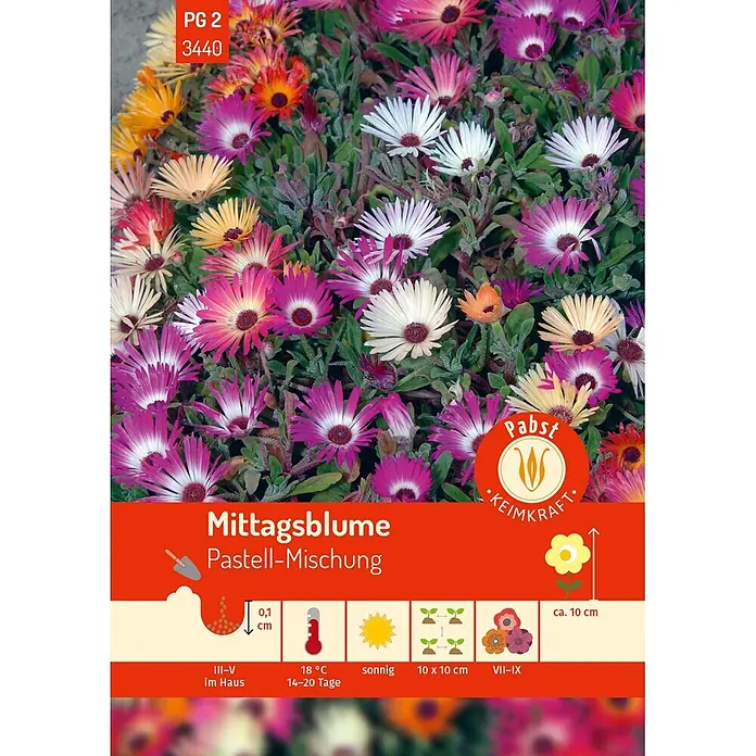 Pabst Keimkraft Blumensamen Mittagsblume - Dorotheanthus bellidiformis (Burm. f.) N.E. Br., Mehrfarbig - Bunte Mittagsblumen 'Pastell-Mischung' mit Anbauanleitung auf einer Samenpackung.