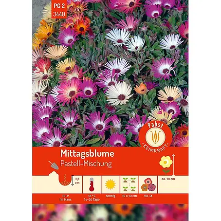Pabst Keimkraft  Blumensamen Mittagsblume