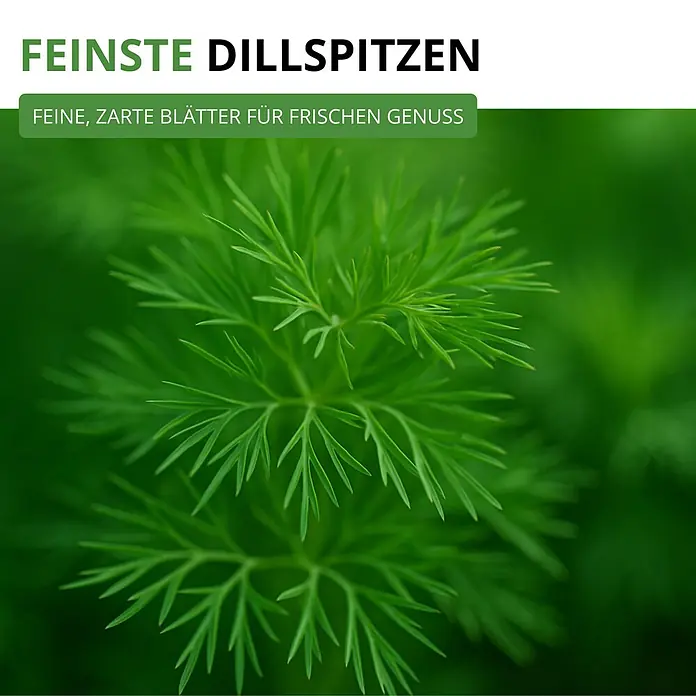Deine Gartenwelt Dill Gewöhnlicher -  - Feinste, frische Dillspitzen mit zarten grünen Blättern.