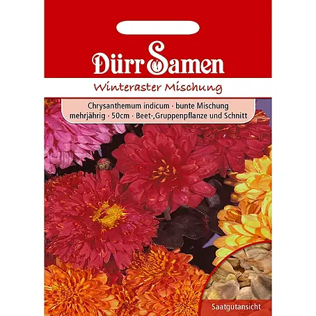 Dürr Samen Winteraster Mischung Chrysanthemum indicum