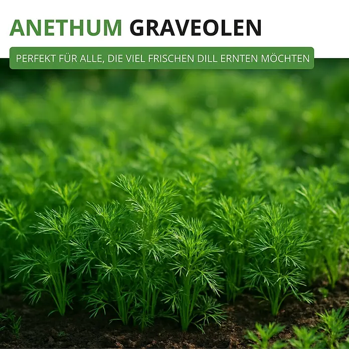 Deine Gartenwelt Dill Gewöhnlicher -  - Anethum Graveolens (Dillpflanzen), wachsende grüne Dillsämlinge im Feld, perfekt für eine frische Ernte.