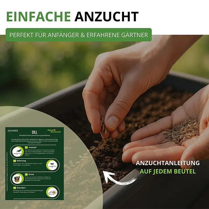 Deine Gartenwelt Dill Gewöhnlicher -  - Dill-Samen werden in Erde gepflanzt, daneben eine Anzuchtanleitung für Anfänger und erfahrene Gärtner.