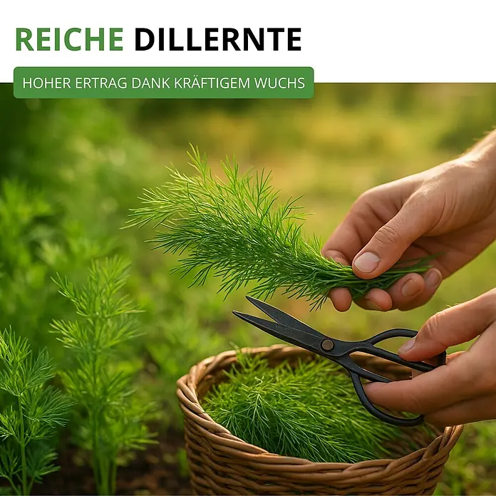 Deine Gartenwelt Dill Gewöhnlicher -  - Hände ernten frischen grünen Dill mit einer Schere in einen Weidenkorb im Garten.