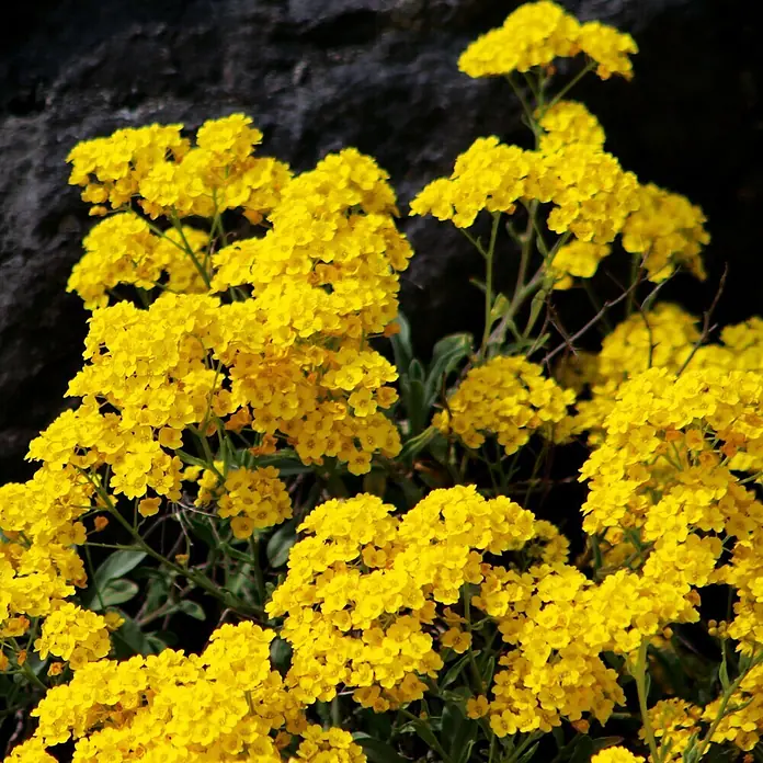 Deine Gartenwelt Steinkraut Goldkörbchen -  - Büschel kleiner, leuchtend gelber Blüten blühen lebhaft vor einem dunklen, unscharfen Hintergrund.