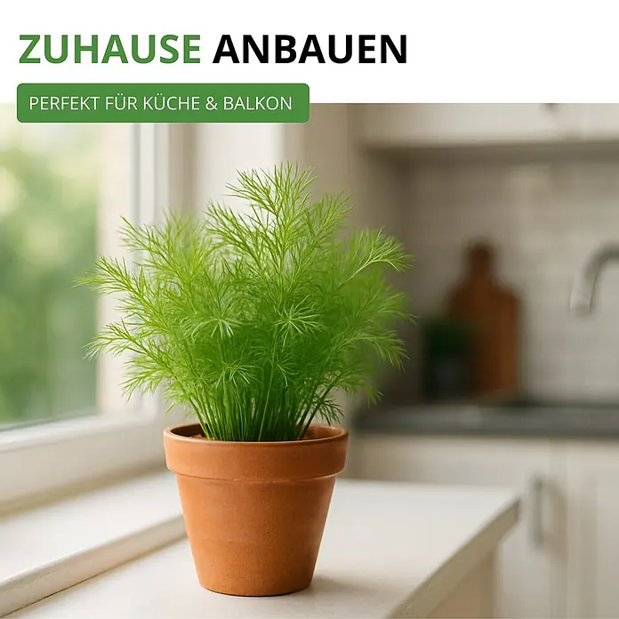 Deine Gartenwelt Dill Gewöhnlicher -  - Ein lebhaft grüner Topfkraut in einem Terrakottatopf auf einer Küchenfensterbank, ideal für den Anbau zu Hause.