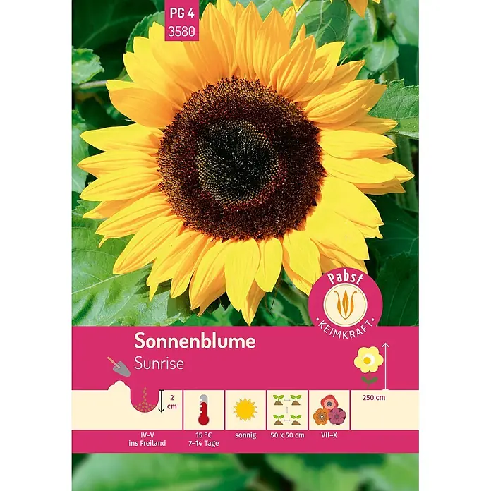 Pabst Keimkraft Sonnenblume Sunrise -  - Leuchtend gelbe Sonnenblume 'Sunrise' mit dunkler Mitte. Die Samenpackung zeigt Pflanzanweisungen, inkl. 250 cm Höhe und sonnigem Standort.