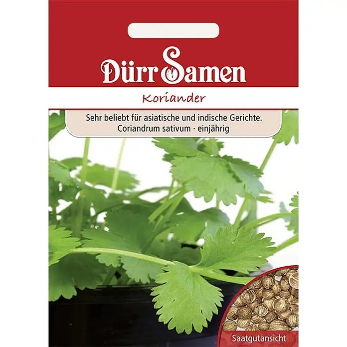 Dürr Samen Kräutersamen Koriander - Coriandrum sativum, Saatzeit: April, Erntezeit: Juni - Dürr Samen Koriander Saatgutpaket, zeigt frische Pflanze & Samen. Beliebt für asiatische Gerichte, Coriandrum sativum einjährig.