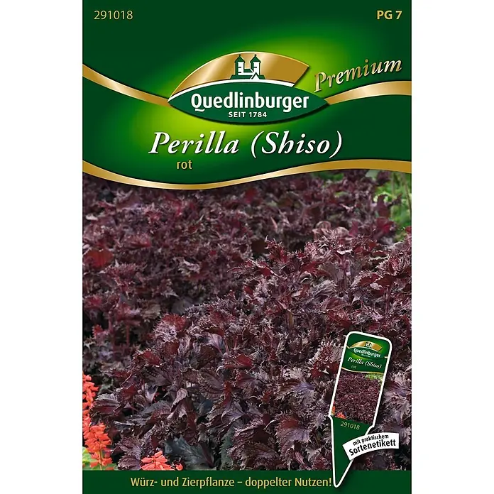 Quedlinburger SAATGUT Perilla rot -  - Quedlinburger Perilla (Shiso) rote Sorte Samenpackung, zeigt die rotblättrige Pflanze. Für Küchen- und Zierzwecke.