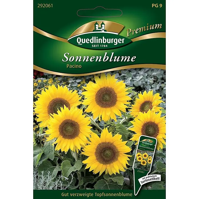 Quedlinburger SAATGUT Blumensamen Sonnenblume - Helianthus annuus, Gelb - Quedlinburger Premium Samen für die Topfsonnenblume 'Pacino' mit gelben Blüten.
