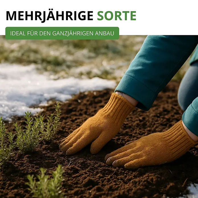 Deine Gartenwelt Thymian Deutscher Winter -  - Eine Person mit gelben Strickhandschuhen pflanzt kleine grüne Pflanzen in die Erde.