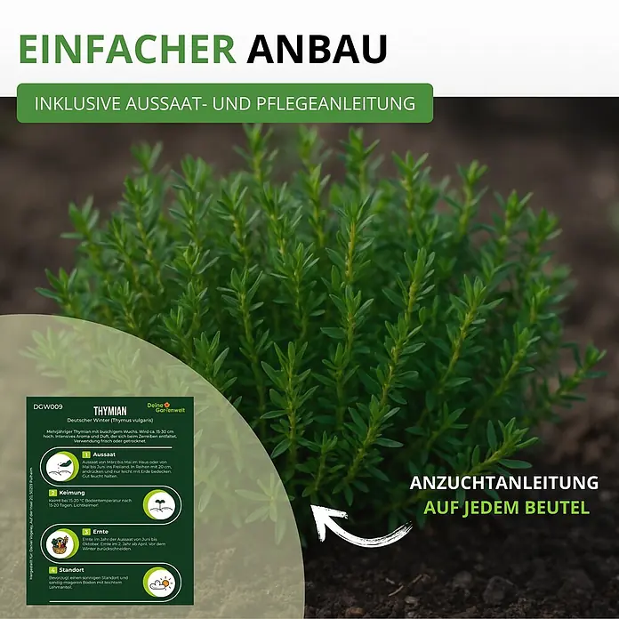 Deine Gartenwelt Thymian Deutscher Winter -  - Eine Informationskarte mit Anbauanleitung für Thymian, umgeben von grünen Thymianpflanzen.