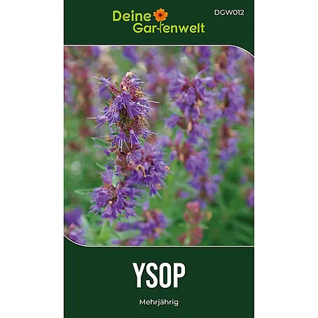 Deine Gartenwelt Ysop