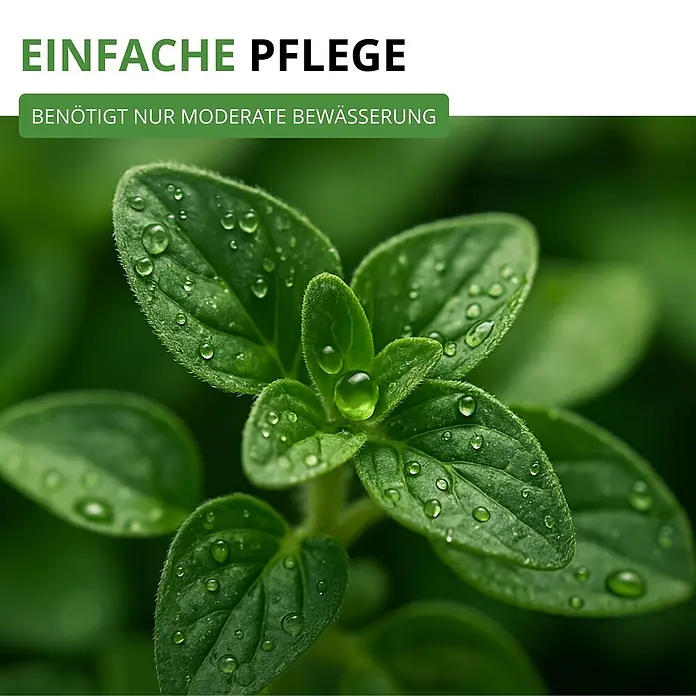Deine Gartenwelt Oregano -  - Satte grüne Pflanze mit Wassertropfen, beschrieben als pflegeleicht und mit moderater Bewässerung.
