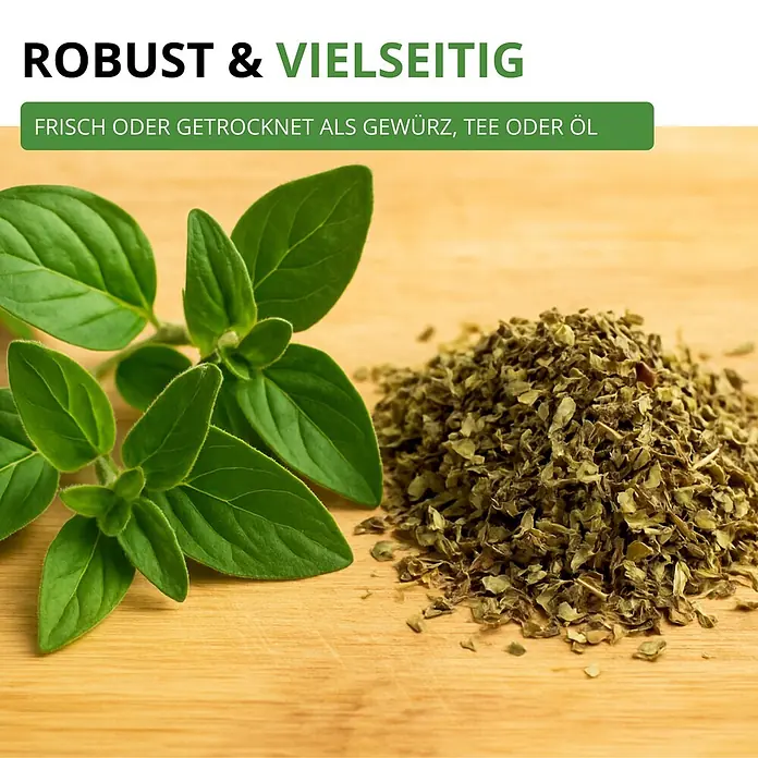 Deine Gartenwelt Oregano -  - Frische grüne Oreganozweige neben einem Haufen getrocknetem Oregano auf Holz.