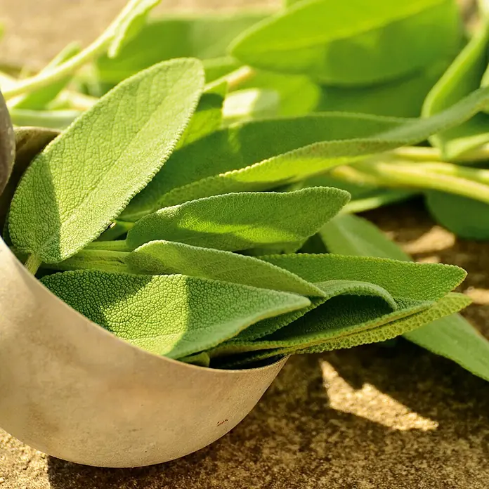 Deine Gartenwelt Salbei -  - Frische grüne Salbeiblätter in einer Metallschaufel.