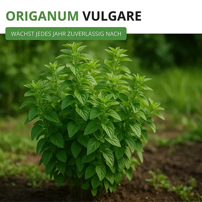 Deine Gartenwelt Oregano -  - Origanum vulgare (Oregano) Pflanze mit üppigen grünen Blättern, im Garten wachsend.