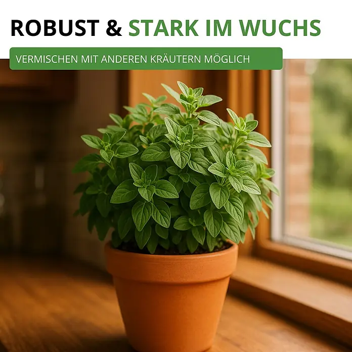 Deine Gartenwelt Oregano -  - Robuste grüne Kräuterpflanze im Terrakottatopf auf Holzfensterbank, ideal zum Mischen.