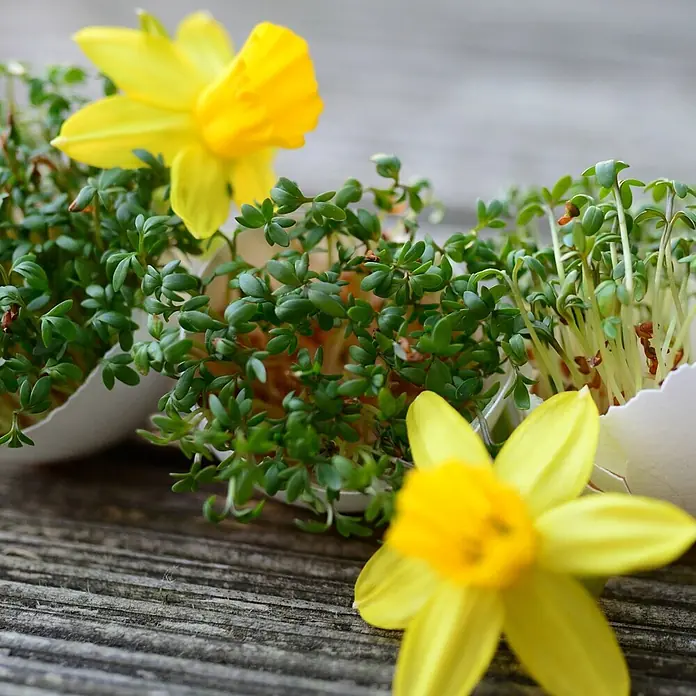 Deine Gartenwelt Gartenkresse Einfache Grüne -  - Frische grüne Kresse wächst in weißen Eierschalen, dekoriert mit gelben Osterglocken auf Holz.