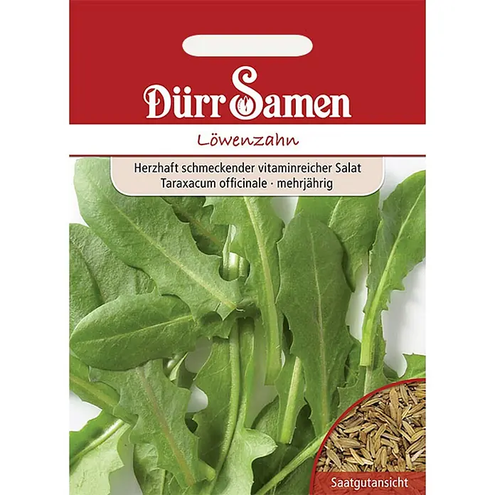 Dürr Samen Löwenzahn -  - Dürr Samen Löwenzahn-Saatgutpaket mit grünen Blättern und hellbraunen Samen. Mehrjähriger, vitaminreicher Salat.