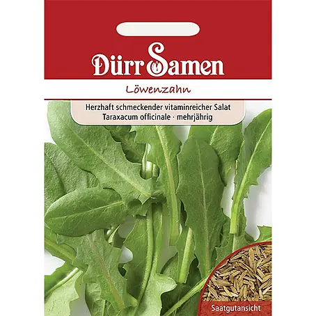 Dürr Samen Löwenzahn