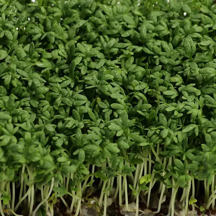 Deine Gartenwelt Gartenkresse Einfache Grüne -  - Frische grüne Kresse-Mikrogrünpflanzen mit kleinen Wassertropfen auf den Blättern und hellen Stielen.