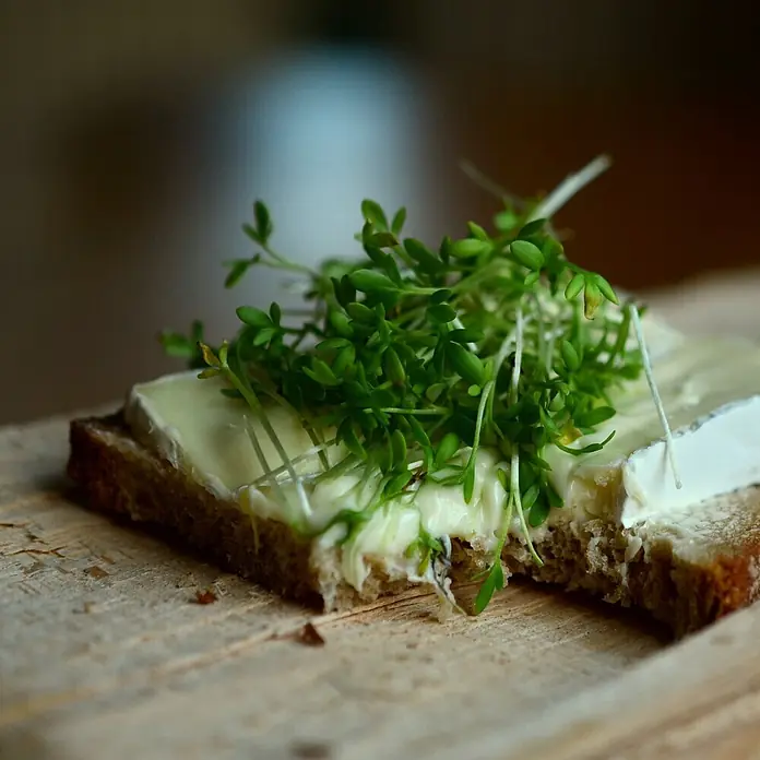 Deine Gartenwelt Gartenkresse Einfache Grüne -  - Ein Stück Schwarzbrot mit cremigem Weißkäse und frischer Gartenkresse auf einer Holzoberfläche.