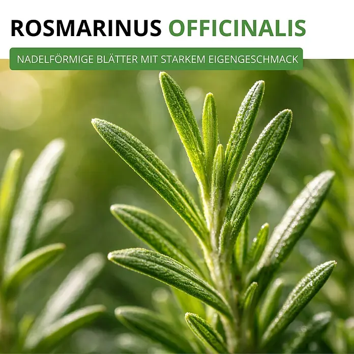 Deine Gartenwelt Rosmarin -  - Nahaufnahme von lebendig grünen Rosmarinblättern, nadelförmig und bekannt für ihr starkes Aroma und ihren Geschmack.