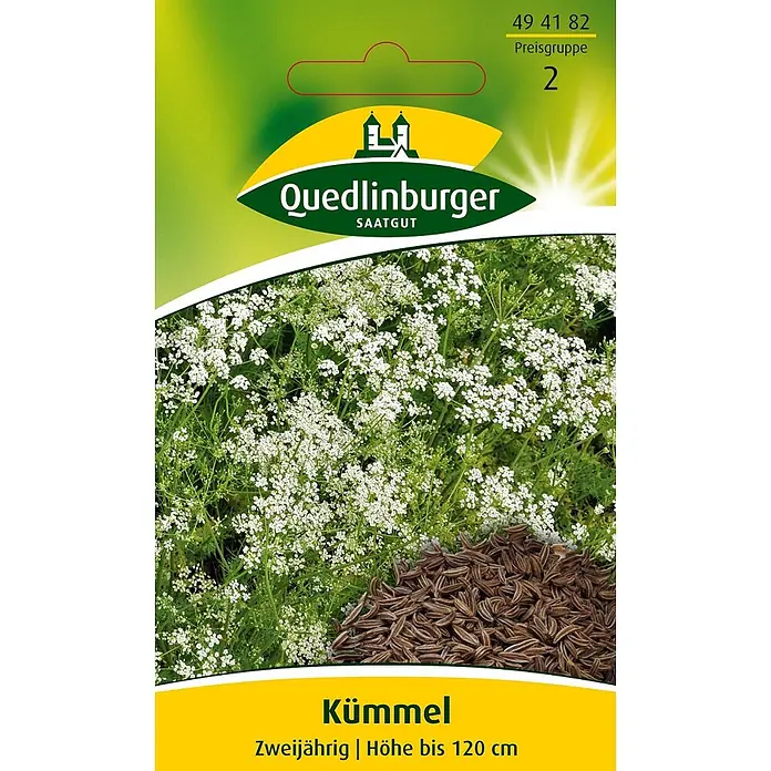 Quedlinburger SAATGUT Kräutersamen Kümmel - Carum carvi, Saatzeit: April, Erntezeit: Juni - Braune Kümmelsamen neben einer lebendigen grünen Kümmelpflanze mit zarten weißen Blüten.