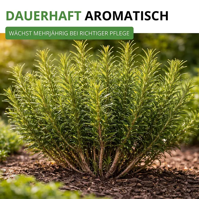 Deine Gartenwelt Rosmarin -  - Üppige, aromatische Rosmarinpflanze mit grünen Blättern und holzigen Stängeln, die mehrjährig wächst.