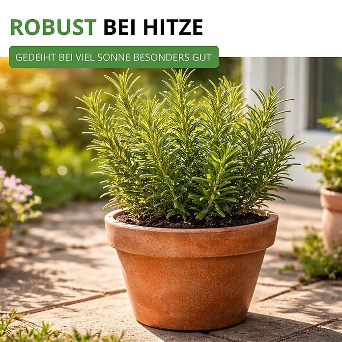 Deine Gartenwelt Rosmarin -  - Eine kräftige Rosmarinpflanze im Terrakottatopf gedeiht in hellem Sonnenlicht im Freien.