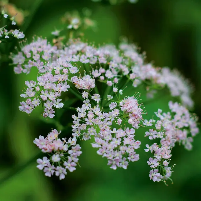 Deine Gartenwelt Baldrian -  - Nahaufnahme zarter hellrosafarbener Blüten in einer Ansammlung.