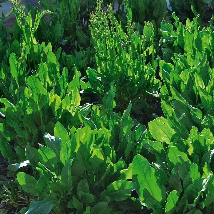 Deine Gartenwelt Sauerampfer De Belleville -  - Üppige grüne Blattpflanzen, möglicherweise Sauerampfer, gedeihen im Garten, einige zeigen hohe Blütenstiele.