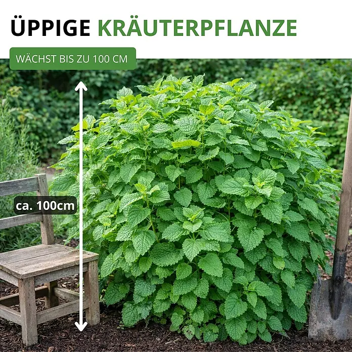Deine Gartenwelt Zitronenmelisse -  - Üppige grüne Kräuterpflanze, ca. 100cm hoch, in einem Garten.
